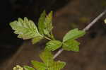 Fragrant sumac